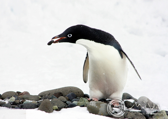 Miva Stock_1582 - Antarctic, Adelie Penguin