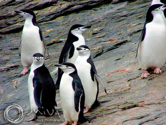 Miva Stock_1587 - Antarctica, Chinstrap Penguins
