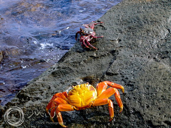 Miva Stock_1591 - Ecuador, Galapagos, Sally Lightfoot Crabs