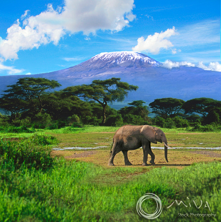 Miva Stock_1592 - Kenya, Amboseli, Mt. Kilimanjaro, elephant
