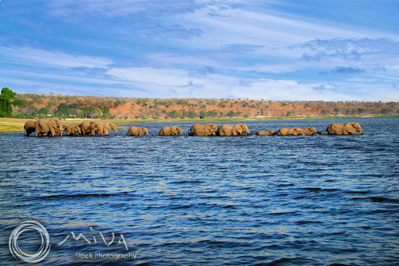 Miva Stock_1624 - Botswana, Chobe National Park, elephants