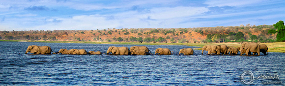 Miva Stock_1625 - Botswana, Chobe National Park, elephants