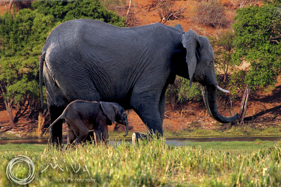 Miva Stock_1627 - Botswana, Chobe National park, Elephants