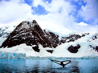 Miva Stock_1631 - Antarctica, Paradise Bay, whale fluke