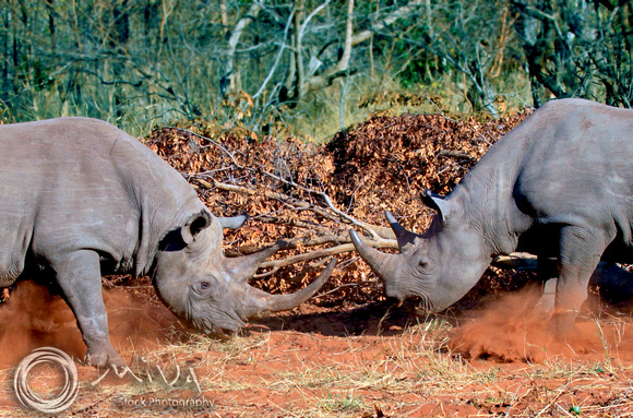 Miva Stock_1634 - South Africa, Kruger NP, White Rhinoceros
