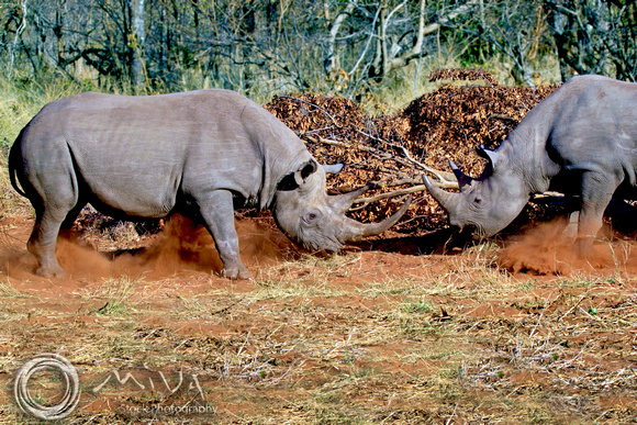 Miva Stock_1635 - South Africa, Kruger NP, White Rhinoceros