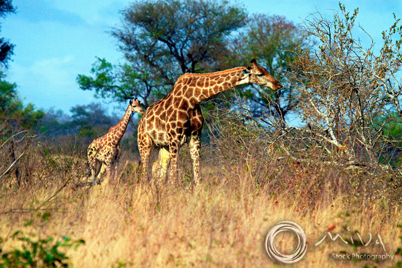 Miva Stock_1637 - South Africa, Kruger NP, Cape Giraffe, calf