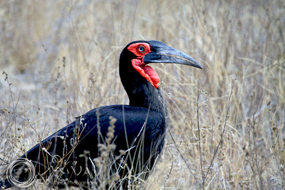 Miva Stock_1641 - South Africa, Kruger NP, Ground Hornbill