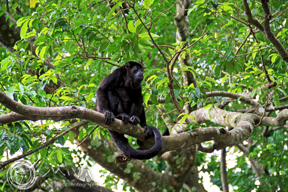 Miva Stock_1643 - Costa Rica, Palo Verde NP, Black Howler Monkey