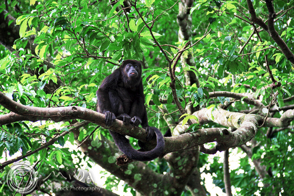 Miva Stock_1644 - Costa Rica, Palo Verde NP, Black Howler Monkey