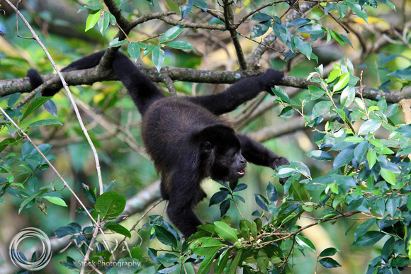 Miva Stock_1646 - Costa Rica, Mantled Howler Monkey