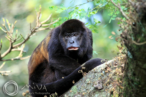 Miva Stock_1650 - Costa Rica, Mantled Howler Monkey