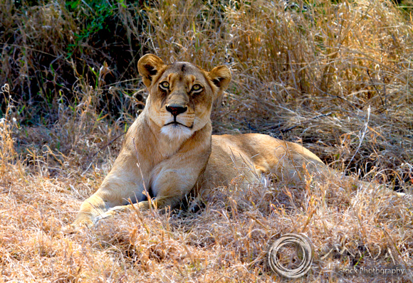 Miva Stock_1653 - South Africa, Kruger NP, Lioness