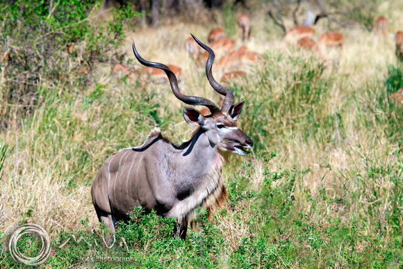 Miva Stock_1655 - South Africa, Kruger NP,  greater kudu