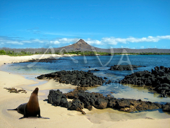 Miva Stock_1679 - Ecuador, Galapagos, sea lion, beach