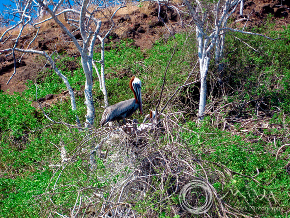 Miva Stock_1682 - Ecuador, Galapagos, Brown Pelican