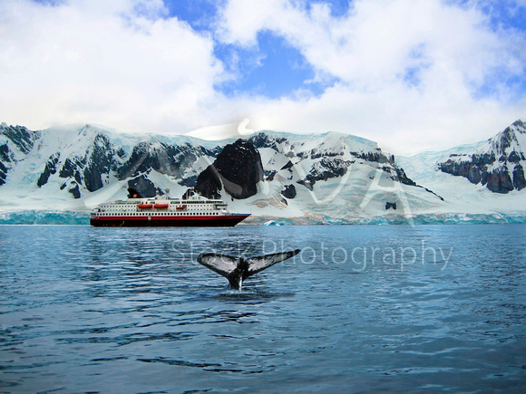 Miva Stock_1683 - Antarctica, Whale fluke, cruise ship