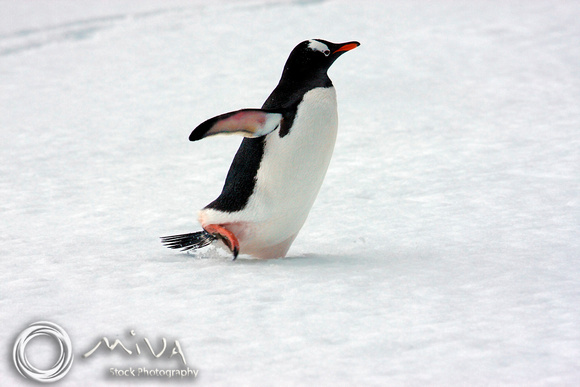Miva Stock_1685 - Antarctica, Livingston Island, Gentoo penguin