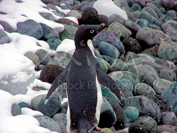 Miva Stock_1686 - Antarctica, Turrent Point, Adelie Penguin