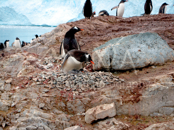 Miva Stock_1694 - Antarctica, Neko Harbour, Gentoo penguins