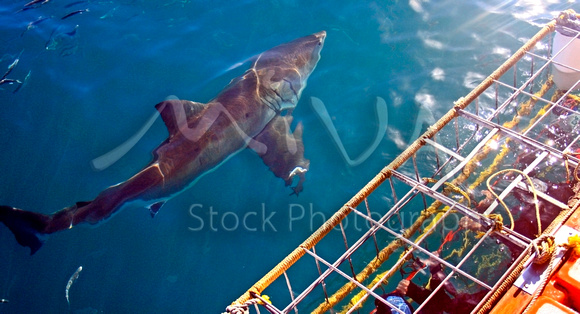 Miva Stock_1702 - South Africa, False Bay, Great White Shark