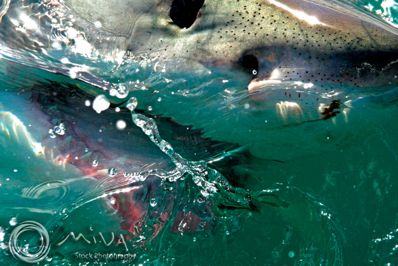 Miva Stock_1703 - South Africa, False Bay, Great White Shark
