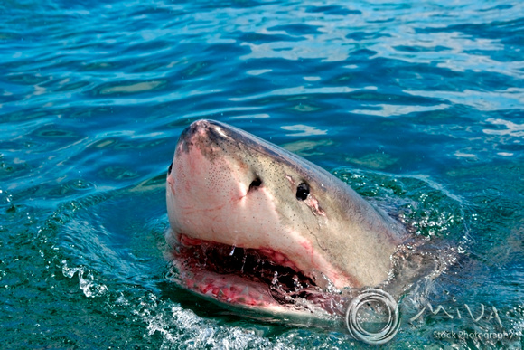 Miva Stock_1704 - South Africa, False Bay, Great White Shark