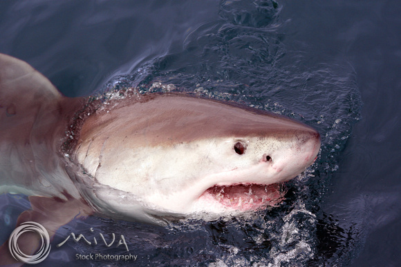 Miva Stock_1706 - South Africa, False Bay, Great White Shark