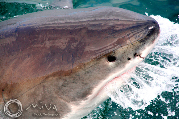 Miva Stock_1707 - South Africa, False Bay, Great White Shark
