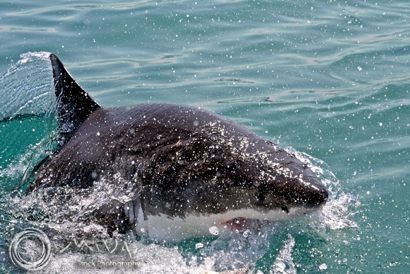 Miva Stock_1708 - South Africa, False Bay, Great White Shark