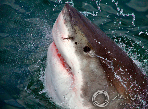 Miva Stock_1710 - South Africa, False Bay, Great White Shark