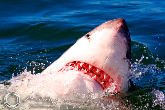 Miva Stock_1711 - South Africa, False Bay, Great White Shark