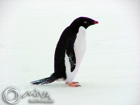 Miva Stock_1715 - Antarctica, Turrent Point, Adelie Penguin