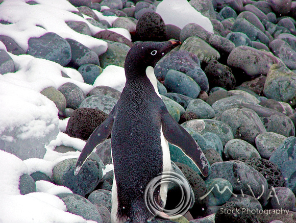Miva Stock_1716 - Antarctica, Turrent Point, Adelie Penguin