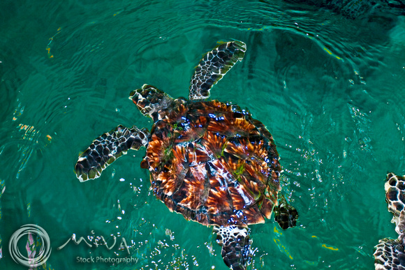 Miva Stock_1742 - Fiji, Nadi, Baby Hawksbill turtle