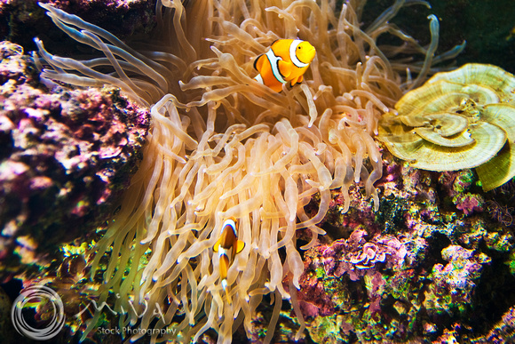 Miva Stock_1743 - Fiji, Nadi, Clown Fish in sea Anemone