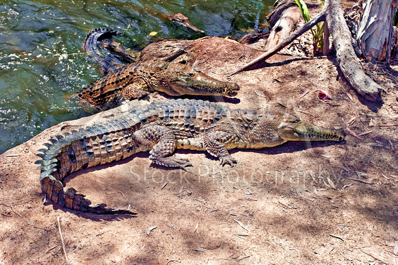 Miva Stock_1756 - Australia, Daintree NP, Saltwater Crocodiles