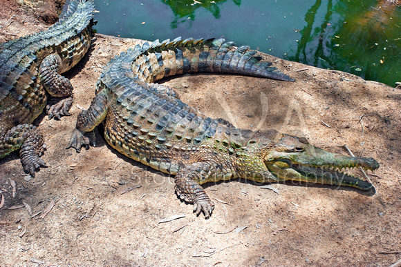 Miva Stock_1758 - Australia, Daintree NP, Saltwater Crocodiles