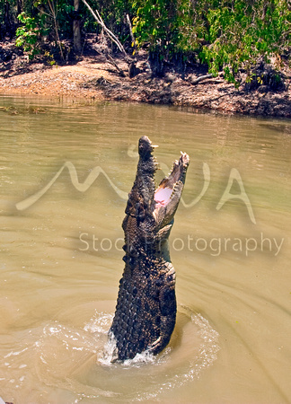 Miva Stock_1761 - Australia, Cairns, freshwater Crocodile jumping