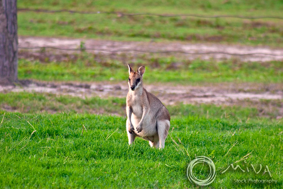 Miva Stock_1766 - Australia, Queensland, male Grey Kangaroo