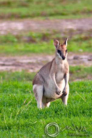 Miva Stock_1767 - Australia, Queensland, male Grey Kangaroo