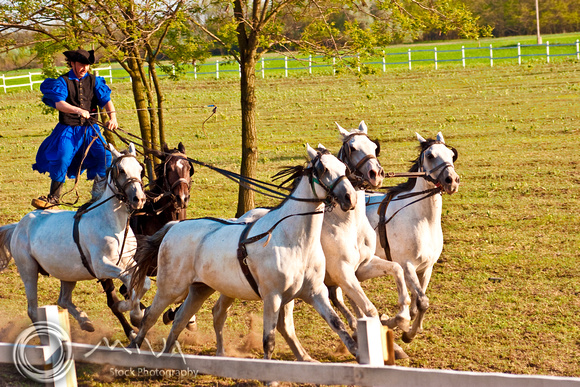 Miva Stock_1803 - Hungary, Kalocsa, Csikos, horse riders