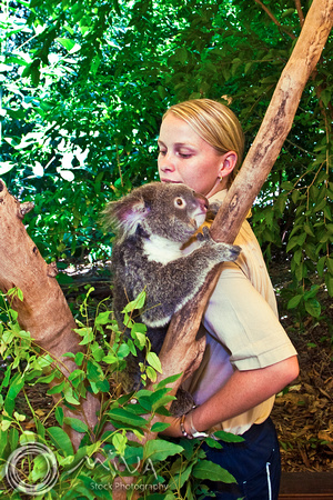 Miva Stock_1810 - Australia, Cairns, Koala keeper
