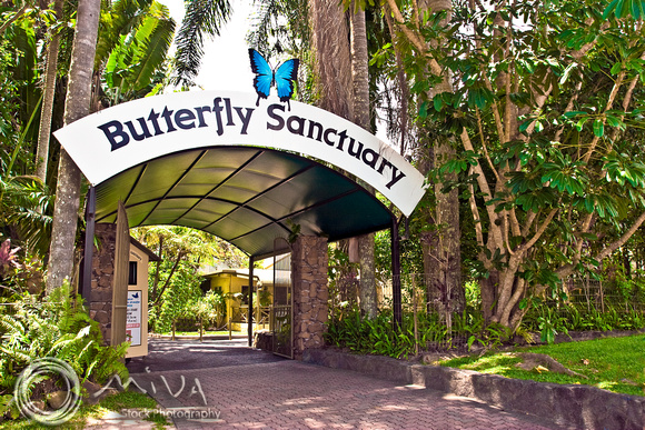Miva Stock_1870 - Australia, QLD, Kuranda, Butterfly Sanctuary