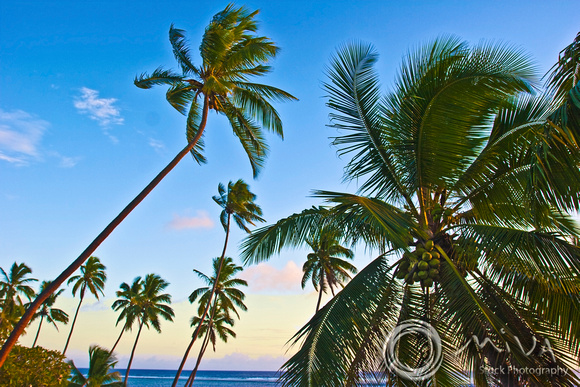 Miva Stock_1907 - Fiji, Nanuku Levu, palm trees, coconuts