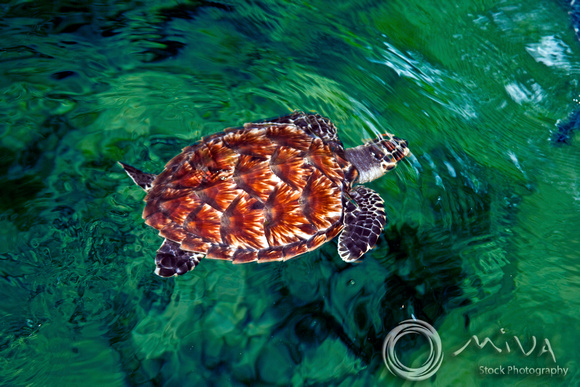 Miva Stock_1957 - Fiji, Nadi, Baby Hawksbill turtle
