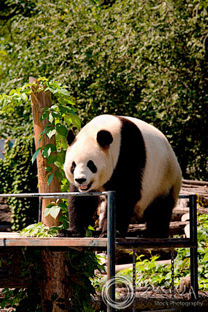 Miva Stock_2259 - China, Beijing, Beijing Zoo, Giant Panda