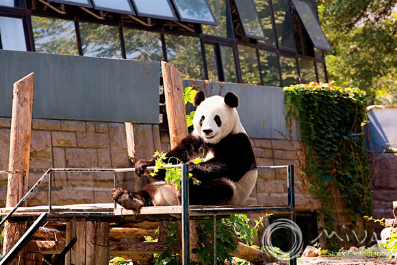 Miva Stock_2260 - China, Beijing, Beijing Zoo, Giant Panda