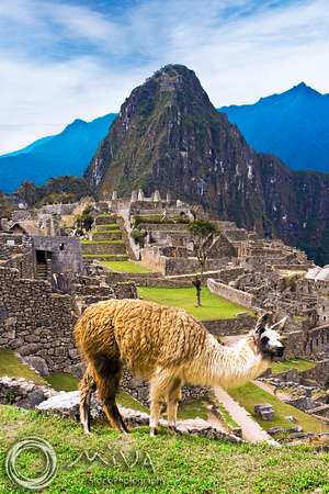 Miva Stock_2380 - Peru, Machu Picchu, Sacred Valley, llama