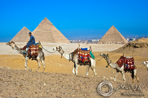 Miva Stock_2383 - Egypt, Cairo, Giza, camel caravan, pyramids
